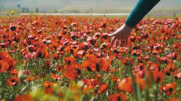 Mujer camina en un campo amapola entre flores amapolas rojas — Vídeos de Stock