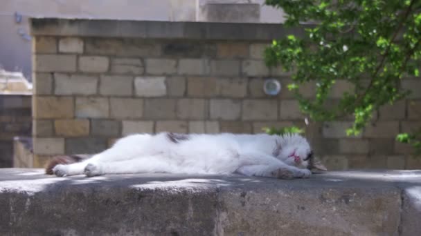 Бездомный белый кот спит на улице — стоковое видео