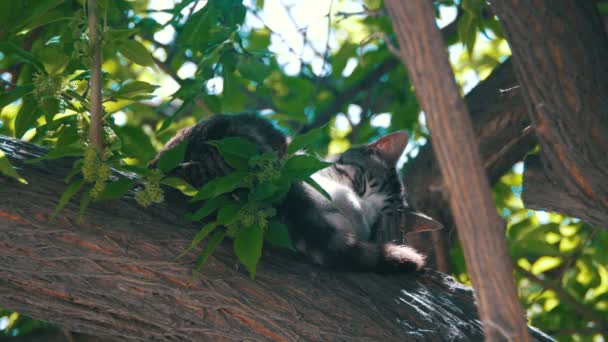 Gato gris callejero durmiendo en un árbol verde en el verano — Vídeos de Stock