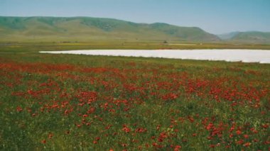 Çiçekleri Dağları'nın arka plan üzerinde rüzgarda sallanan büyük alanda kırmızı haşhaş