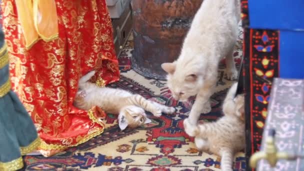 Gato rojo callejero con gatitos en la calle en cámara lenta — Vídeo de stock