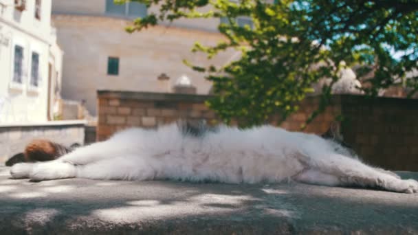 Homeless White with Gray Cat Sleeps on the Street — Stock Video