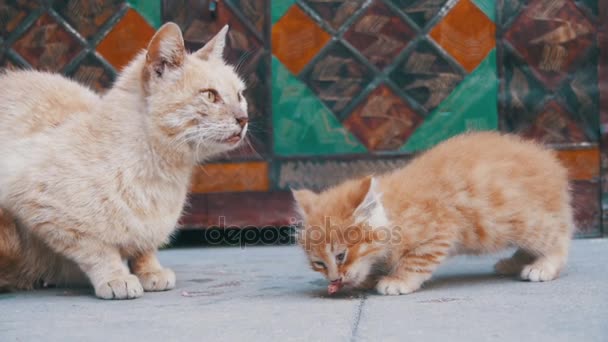 Gato Vermelho sem-teto com um gatinho na rua comendo comida. Movimento lento — Vídeo de Stock