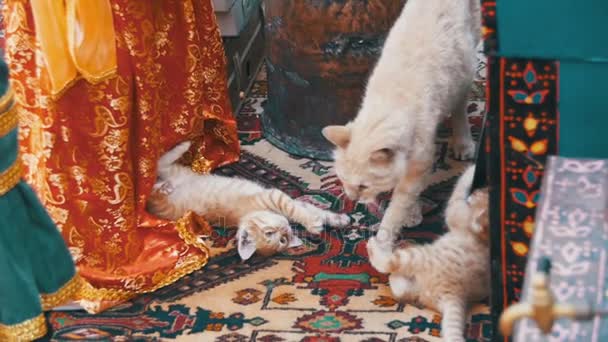 빨간 고양이 슬로우 모션에서 거리에 새끼 고양이 가진 노숙자 — 비디오