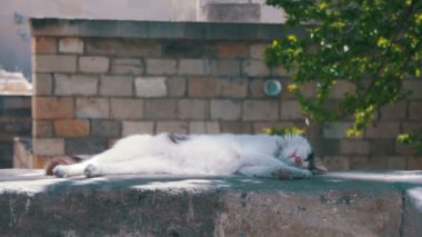 Sokakta başıboş beyaz kedi uyur