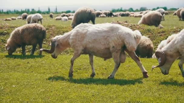 成群结队的绵羊放牧和在草地上吃草。动物在字段上走。慢动作 — 图库视频影像
