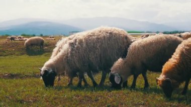Koyun otlatma akın ve çayır üzerinde ot yer. Hayvanlar sahada yürümek