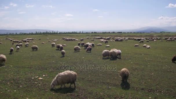 Grupo de pastoreo de ovejas en el campo — Vídeos de Stock