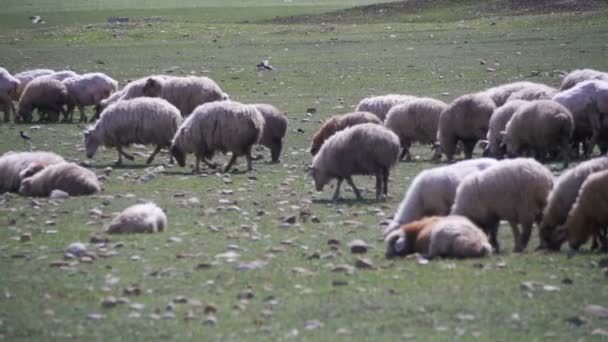 Manada de ovejas pastando en el campo contra el telón de fondo de las montañas. Moción lenta — Vídeo de stock