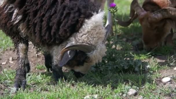 Grupo de pastagem de ovelhas no campo. Movimento lento — Vídeo de Stock