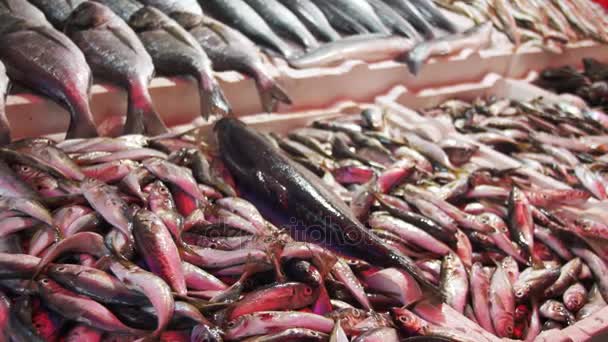 场外交易市场上的冰鲜海鱼 — 图库视频影像