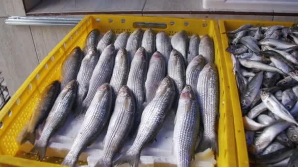 Pescado marino fresco en hielo en el mercado contrario — Vídeo de stock