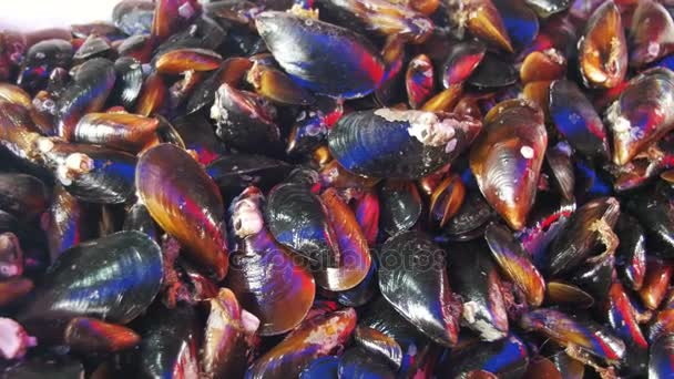 Mejillones de mariscos frescos en el mostrador de la tienda de pescado — Vídeos de Stock