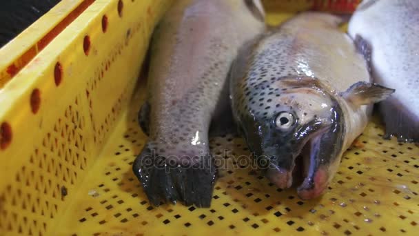 Pescado de mar fresco en tienda — Vídeo de stock