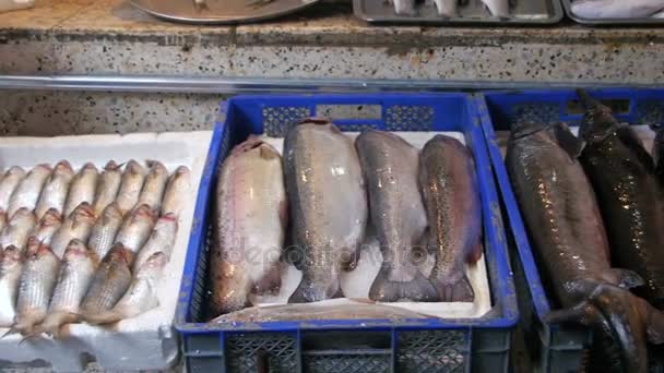 Fresh Sea Fish on the Counter Market — стоковое видео
