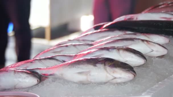 Peixes do mar fresco no gelo no mercado de balcão — Vídeo de Stock
