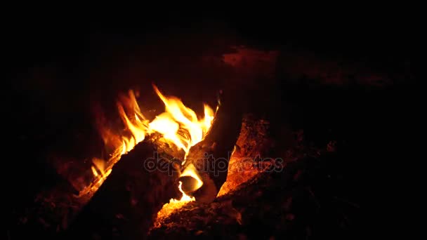 Kampvuur voor het branden van de takken in de nacht in het bos — Stockvideo