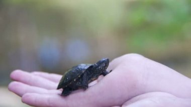 Küçük bir kaplumbağa Creeps elinizin avuç içinde tutan çocuk. Ağır çekim