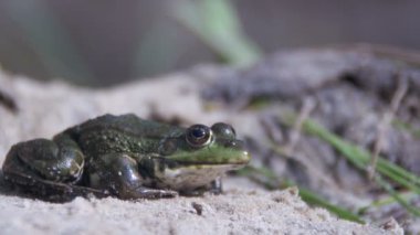 Yeşil kurbağa oturur yakınındaki nehrin kıyısında