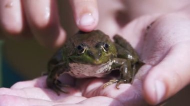 Çocuk elinde bir yeşil kurbağa okşayarak