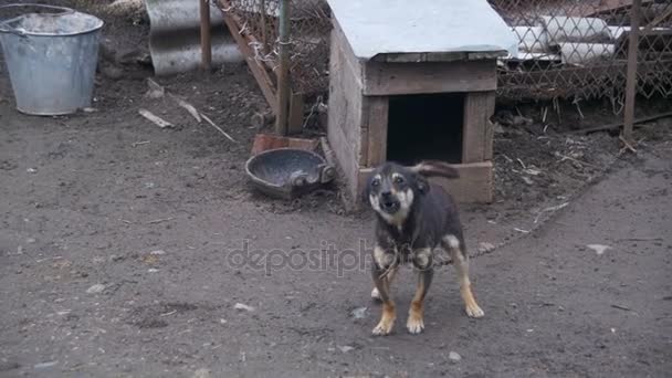 Perro guardián en la cadena cerca de la cabina ladra — Vídeo de stock