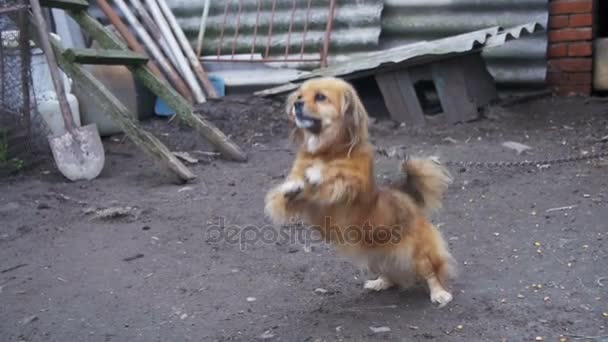 Pequeño perro rojo parado en dos patas en el patio en una cadena ladra. Moción lenta — Vídeo de stock