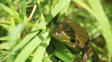 Yeşil kurbağa nehir atlama üzerinde oturmuş, bir su. Ağır çekim