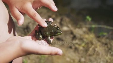 Çocuk elinde bir yeşil kurbağa okşayarak
