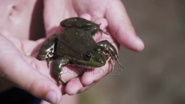 Yeşil kurbağa nehir kıyısında bir çocuk elinde. Ağır çekim