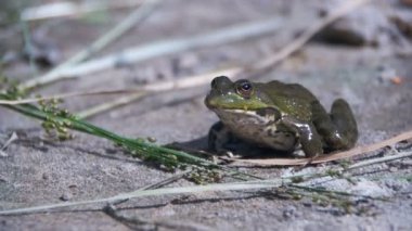 Yeşil kurbağa nehir atlama üzerinde oturmuş, bir su. Ağır çekim
