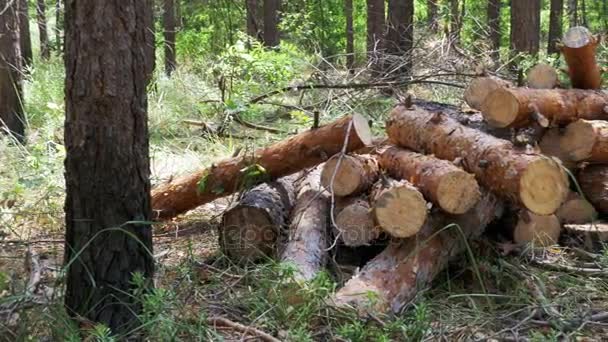 Baumstämme werden im Wald gestapelt — Stockvideo