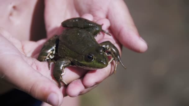 Зелена жаба в руках дитину на березі річки. Повільний рух — стокове відео