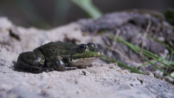 Green Frog Sitting on a River Bank and Jump in Water. Slow Motion — Stock Video