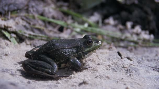 Yeşil kurbağa suda bir nehir kıyısında oturuyor. Ağır çekim — Stok video