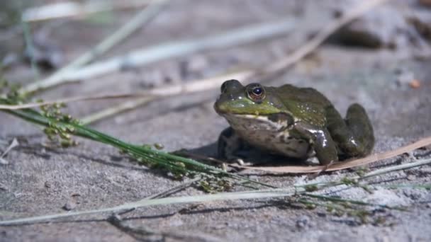 Green Frog Sitting on a River Bank and Jump in Water. Slow Motion — Stock Video