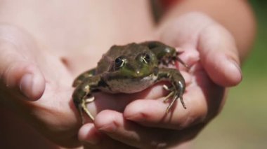 Yeşil kurbağa nehir kıyısında bir çocuk elinde. Ağır çekim
