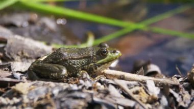 Yeşil kurbağa suda bir nehir kıyısında oturuyor. Ağır çekim