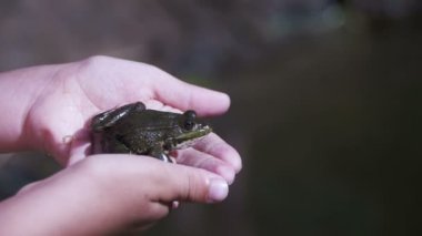 Yeşil kurbağa nehir kıyısında bir çocuk elinde. Ağır çekim