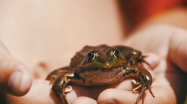 Yeşil kurbağa nehir kıyısında bir çocuk elinde. Ağır çekim