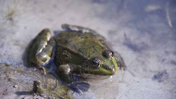 Groene kikker zit aan de oever van een rivier in Water. Slow Motion — Stockvideo