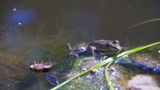 Grenouille verte assise sur le bord d'une rivière dans l'eau. Mouvement lent 
