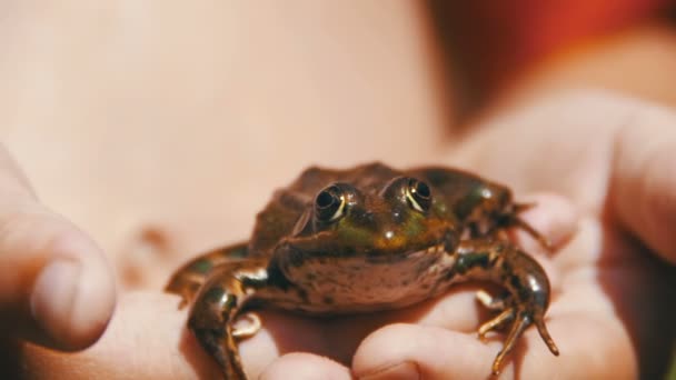 Πράσινο βάτραχο στα χέρια ενός παιδιού στην όχθη του ποταμού. Αργή κίνηση — Αρχείο Βίντεο