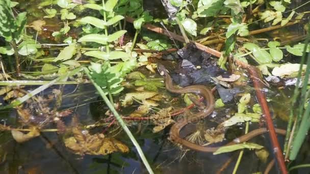 Serpent vermiculé rampant dans la rivière. Mouvement lent — Video