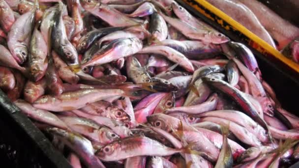 Čerstvé mořské ryby v ledu na mimoburzovním trhu — Stock video