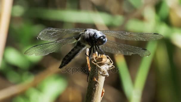 Libellula su un ramo su sfondo di piante verdi — Video Stock