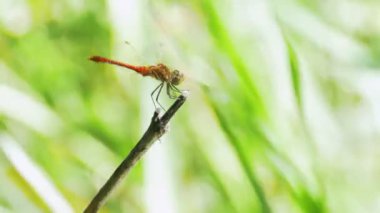 kırmızı yusufçuk bir dalda