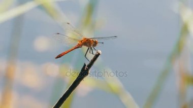 kırmızı yusufçuk bir dalda