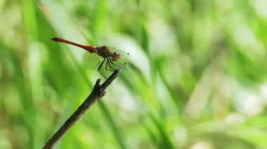 kırmızı yusufçuk bir dalda