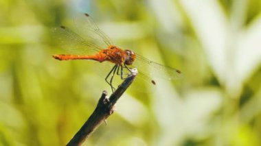 kırmızı yusufçuk bir dalda