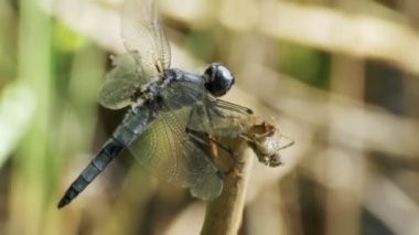 Yusufçuk dal yeşil bitkiler arka plan